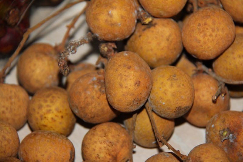 Longan