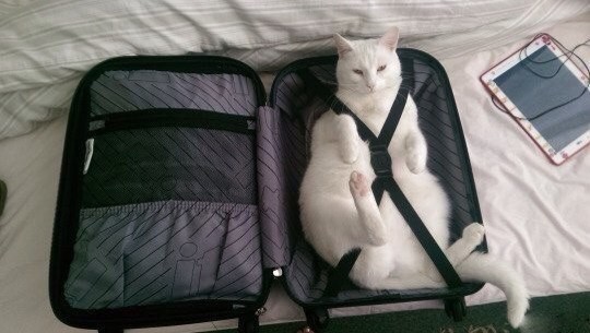 fly cat